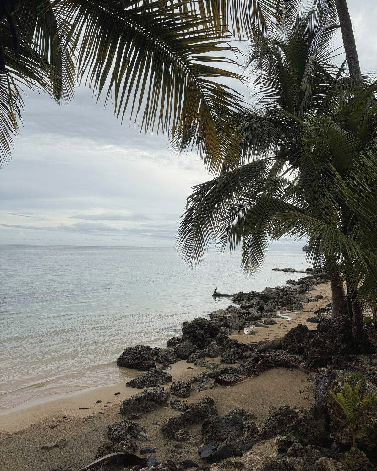 Palmen an einem steinigen Strand am Karibischen Meer